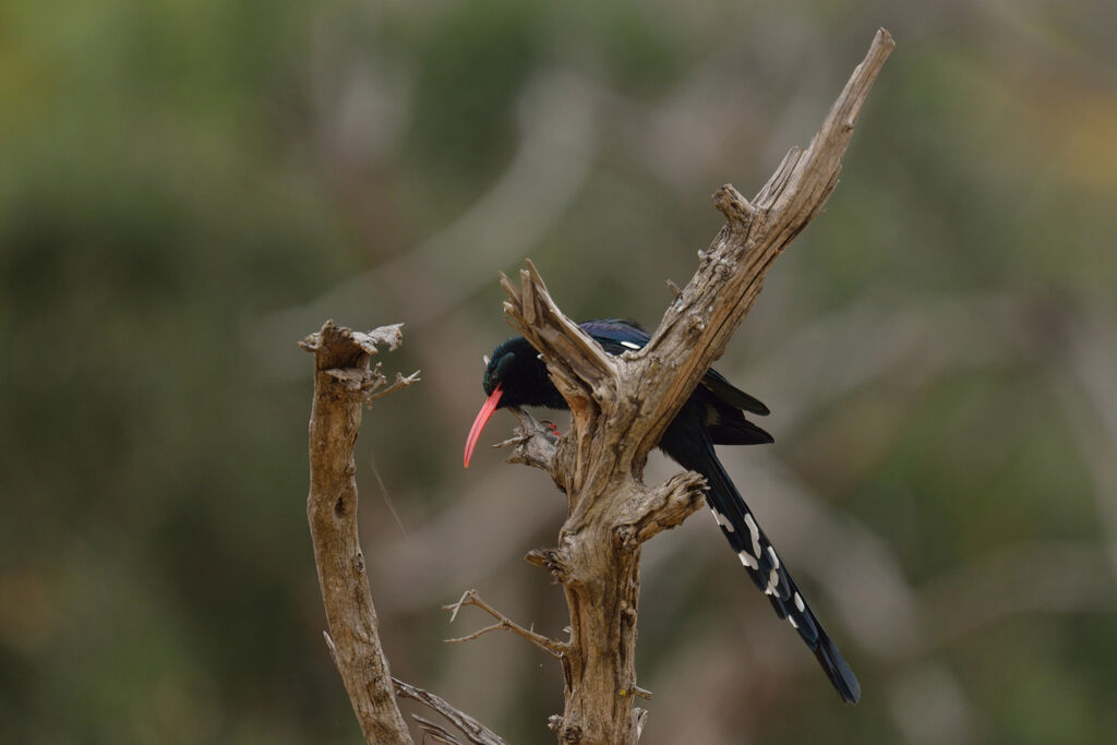 Irrisor moqueuradulte
