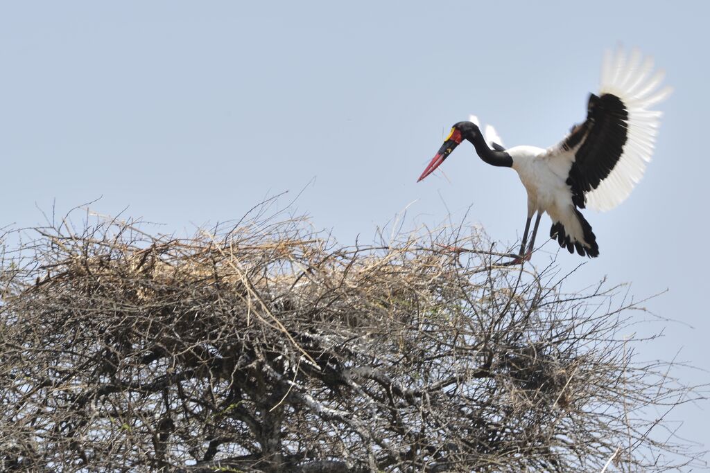 Jabiru d'Afrique mâle adulte, Nidification