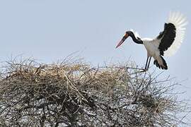 Saddle-billed Stork