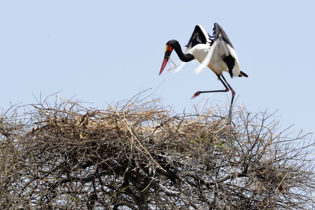 Jabiru d'Afrique mâle adulte, Nidification