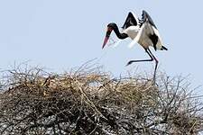 Jabiru d'Afrique