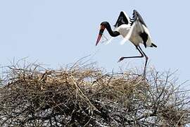 Saddle-billed Stork