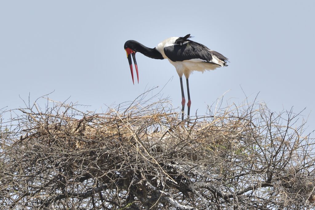 Jabiru d'Afrique mâle adulte, Nidification