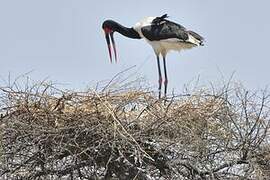 Saddle-billed Stork