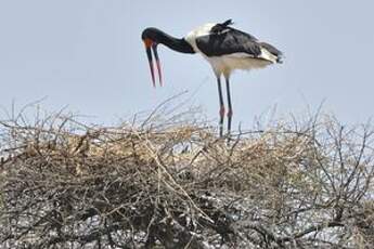 Jabiru d'Afrique