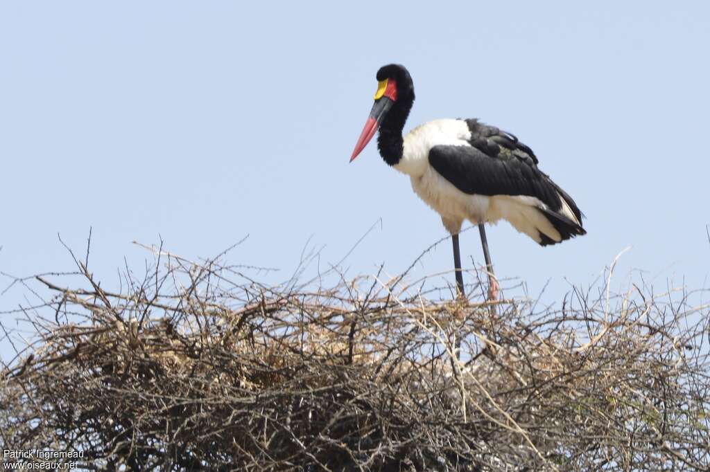 Jabiru d'Afrique mâle adulte, Nidification