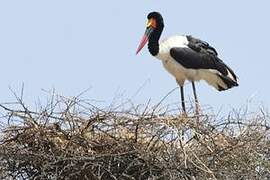 Saddle-billed Stork