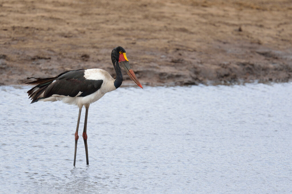 Jabiru d'Afrique femelle adulte