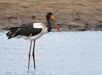 Jabiru d'Afrique