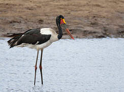 Saddle-billed Stork