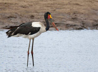 Jabiru d'Afrique