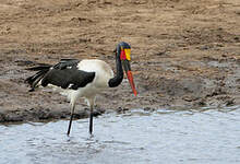 Jabiru d'Afrique