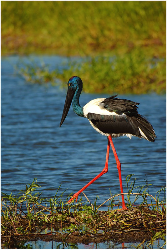 Black-necked Stork female adult