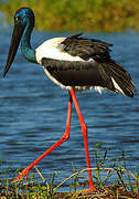 Black-necked Stork