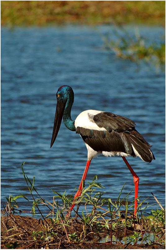 Black-necked Stork female adult