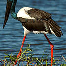 Jabiru d'Asie