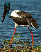 Black-necked Stork