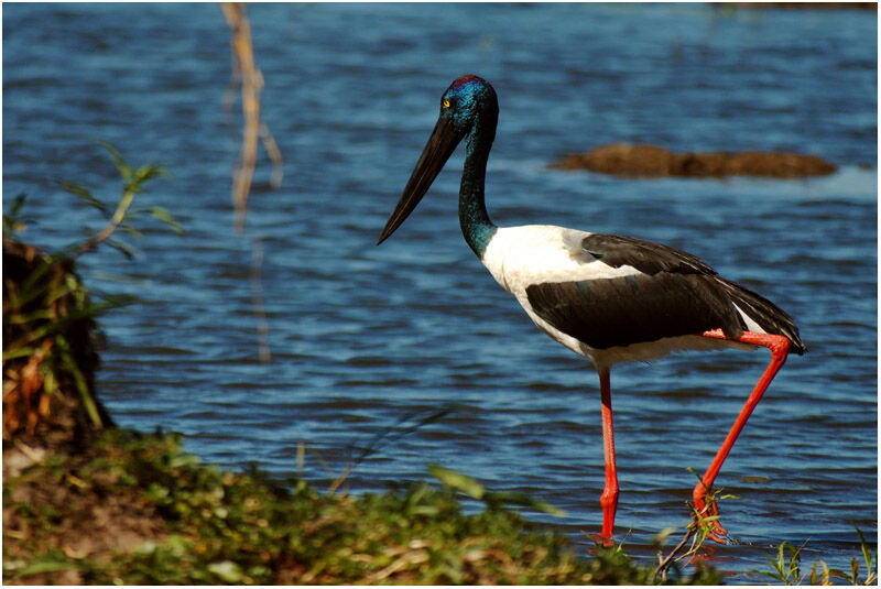 Black-necked Stork female adult