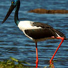 Jabiru d'Asie