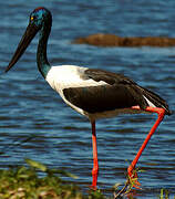 Black-necked Stork