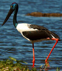 Jabiru d'Asie