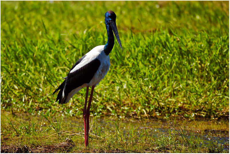 Jabiru d'Asie mâle adulte