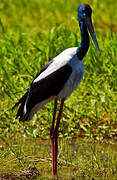 Black-necked Stork