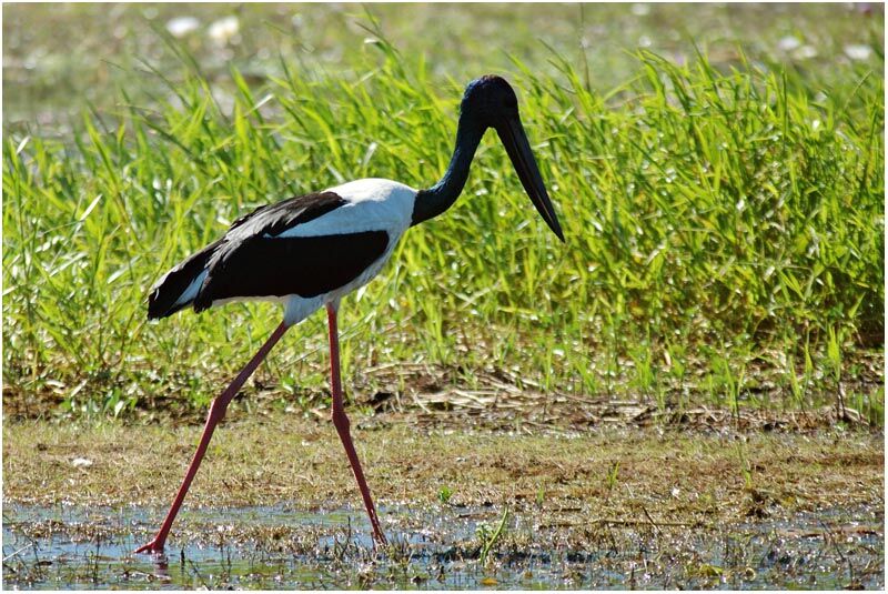 Jabiru d'Asie mâle adulte