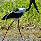 Jabiru d'Asie