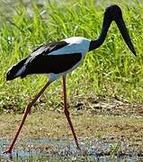 Black-necked Stork