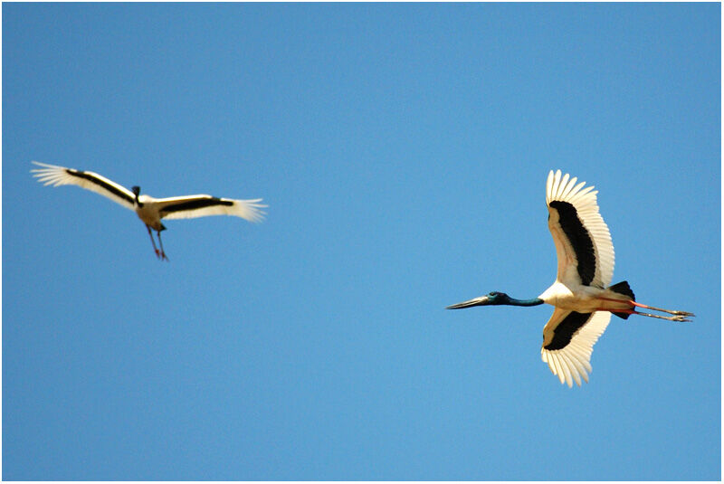 Black-necked Stork adult