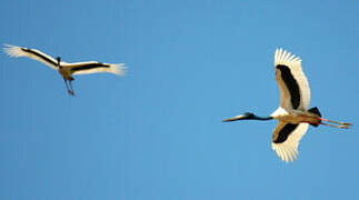 Black-necked Stork