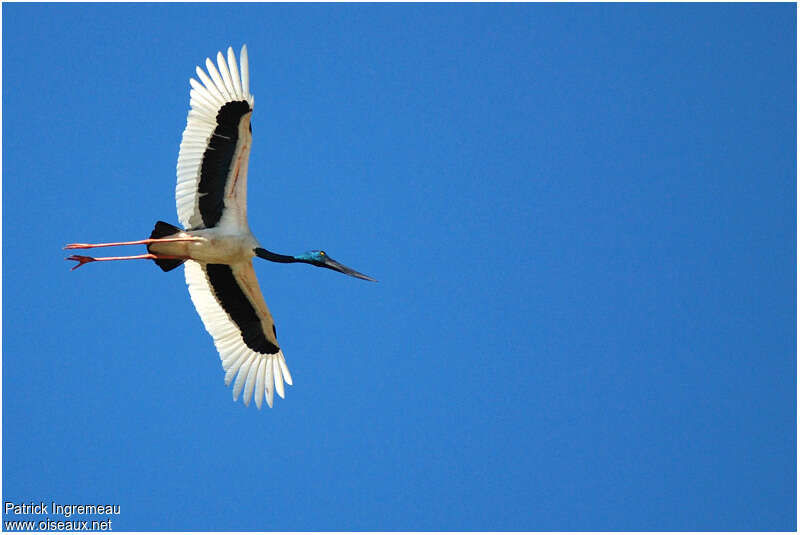 Jabiru d'Asie femelle adulte, Vol