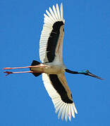 Black-necked Stork