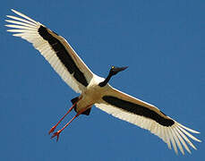 Black-necked Stork