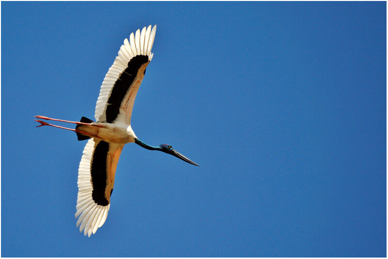 Jabiru d'Asie femelle adulte, Vol