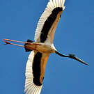 Jabiru d'Asie