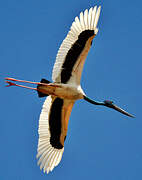 Black-necked Stork