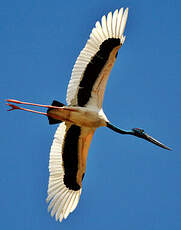 Jabiru d'Asie