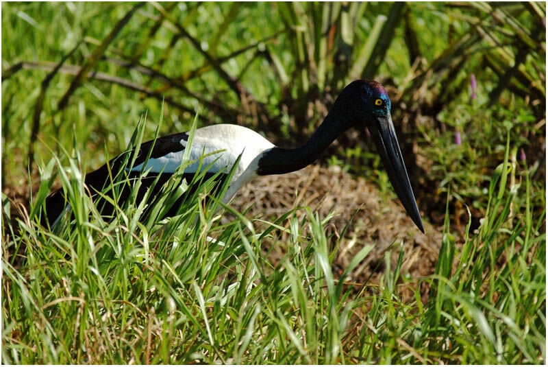 Jabiru d'Asie femelle adulte