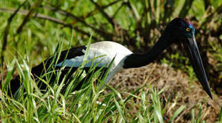 Black-necked Stork