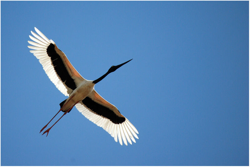 Jabiru d'Asie femelle adulte