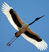 Black-necked Stork