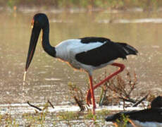 Black-necked Stork