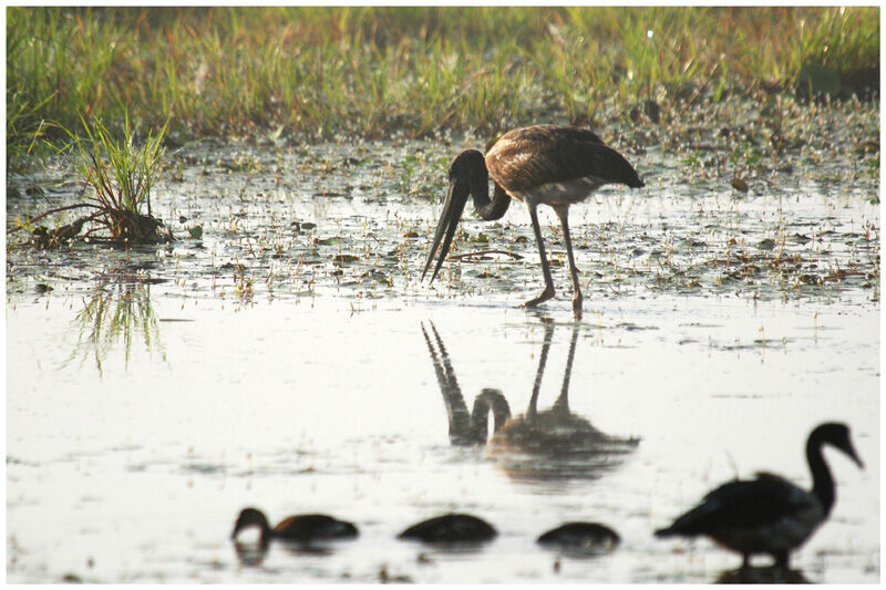 Jabiru d'Asieimmature