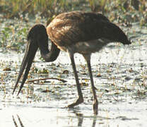 Black-necked Stork