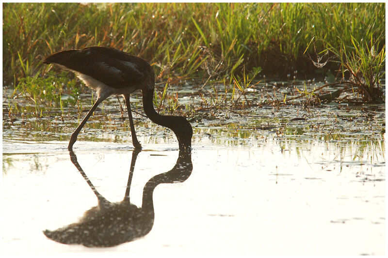 Jabiru d'Asieimmature