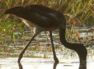 Jabiru d'Asie