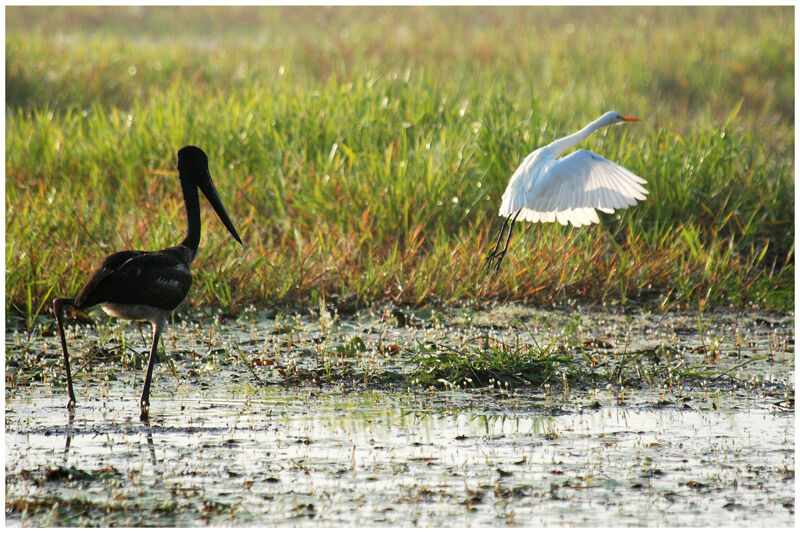 Jabiru d'Asieimmature