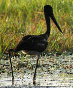 Black-necked Stork